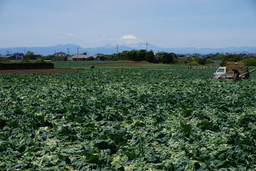 三浦半島のキャベツ畑と富士山