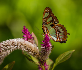 Malachite butterfly, native to Florida