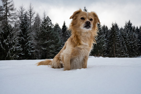 Balou Bilder Durchsuchen 102 Archivfotos, und Videos