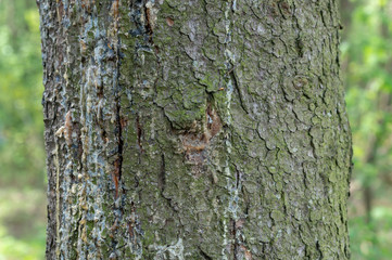 coniferous tree trunk close-up