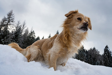Balou im Schnee