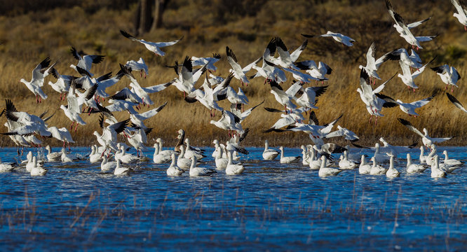 Numerous snow geese migrate to Bosque del Apache in New Mexico