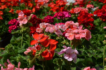 Pink and red Pelargonium flowers in direct sunlight in a spring garden