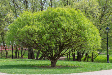 round tree in the Park with a green crown