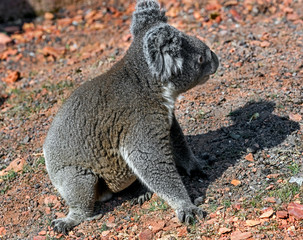 Koala sitting on the ground. Latin name - Phascolarctos cinereus	