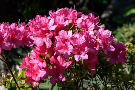 Close up of pink azalea or Rhododendron plant with flowers in full bloom in a garden in a sunny spring day