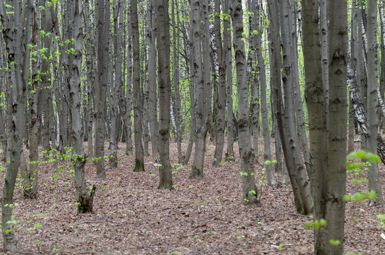 young trees in the forest in spring