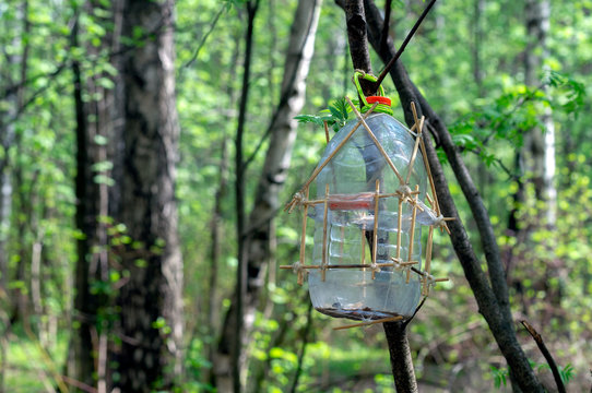 A Bird Feeder From A Plastic Bottle In The Spring Woods