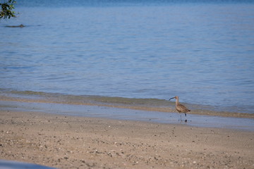 Fototapeta na wymiar Bird walking the beach