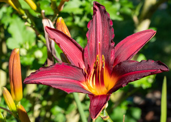 Day lily, Hemerocallis