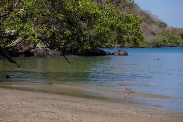 Bird walking the beach