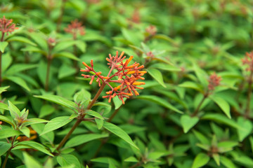 Red flower with green grass
