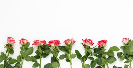 Pink roses on white background. Valentine's day, mother's Day, women's day concept. Flat position, top view, copy space