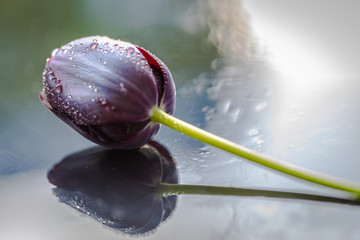 Tulipe noir avec gouttes d eau