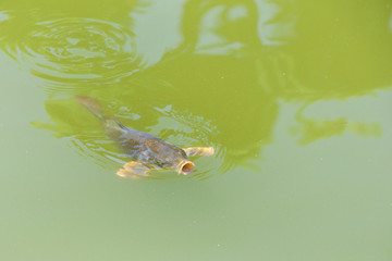 Koi or more specifically nishikigoi, a colored varieties of Amur carp that are kept for decorative purposes in outdoor koi pond, murky from overgrowth of algae. mouth open skimming surface of water.