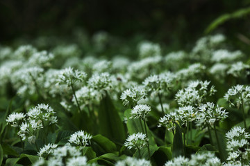 Blühender Bärlauch im Wald