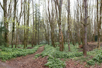 Background fairy tale Forest Landscape