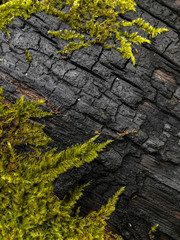 Moss over burned wood.