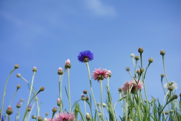 牛久大仏の春の花