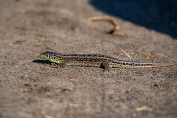 Close-up brown quick lizard on the ground