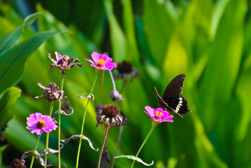 Butterfly on perple flower morning time