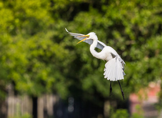 Great Egret coming in for a landing