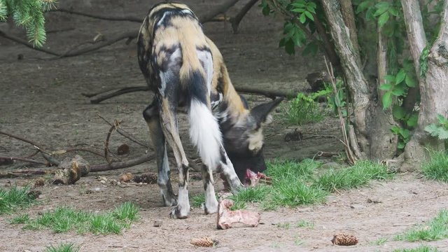 The African wild dog (Lycaon pictus)