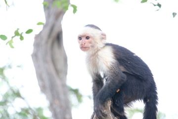 Cappuchin monkey at the beach