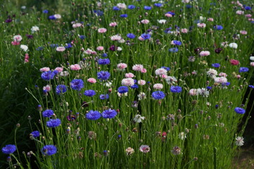 牛久大仏の春の花