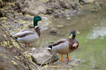 Two males of a wild duck are resting near the water on the river bank