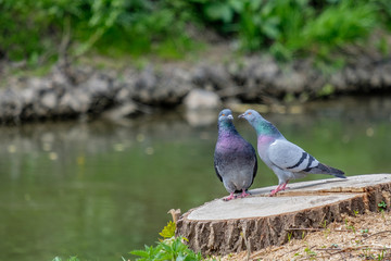 Couple doves