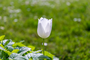 White tulip on green meadow in spring