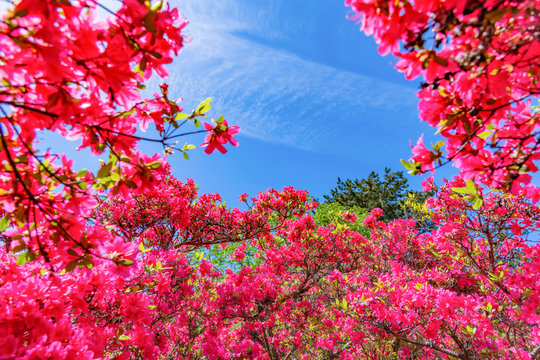 静岡県伊東市 小室山公園のツツジ © あんみつ姫