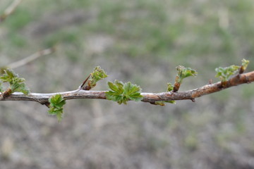Young spring shoots of trees in the garden.