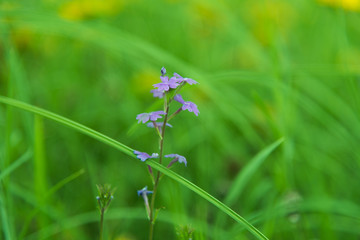 purple flower with green grass