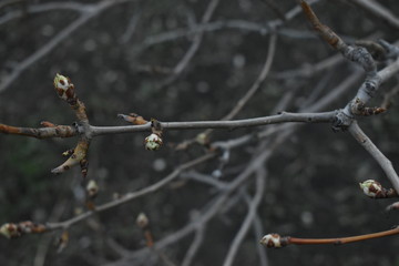 Young spring shoots of trees in the garden.