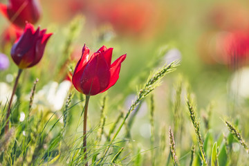 Close up red Schrenck's tulip or Tulipa Tulipa schrenkii in the steppe