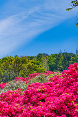 Obraz premium 静岡県伊東市 小室山公園のツツジ