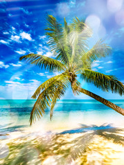 Obraz na płótnie Canvas Coconut palm tree above white sand and turquoise tropical sea