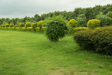 Beautiful green background garden with lawn and tress 