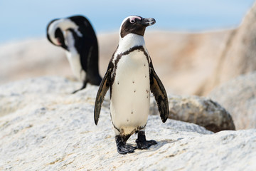 Pinguine bei Boulders Beach