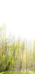 Light green birches in spring and pale sky