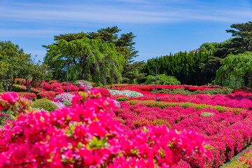 静岡県伊東市　小室山公園のツツジ