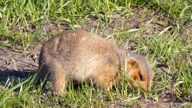 Gopher eats grass after hibernation