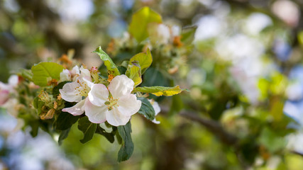 Apfelblüte am Baum