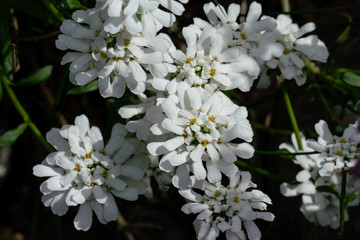 Detailaufnahme schneeweisser Schleifenblumen ( Iberis sempervirens )Blüten 