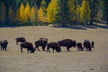 Wild Bisons crossing road Sequoia trees summer time blue sky