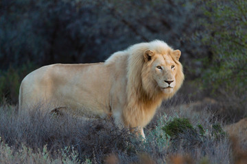 Weisser Löwe un Südafrika © Jan
