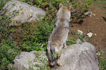 Les loups de Chabrières