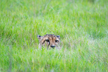 Gepard versteckt sich im Grass
